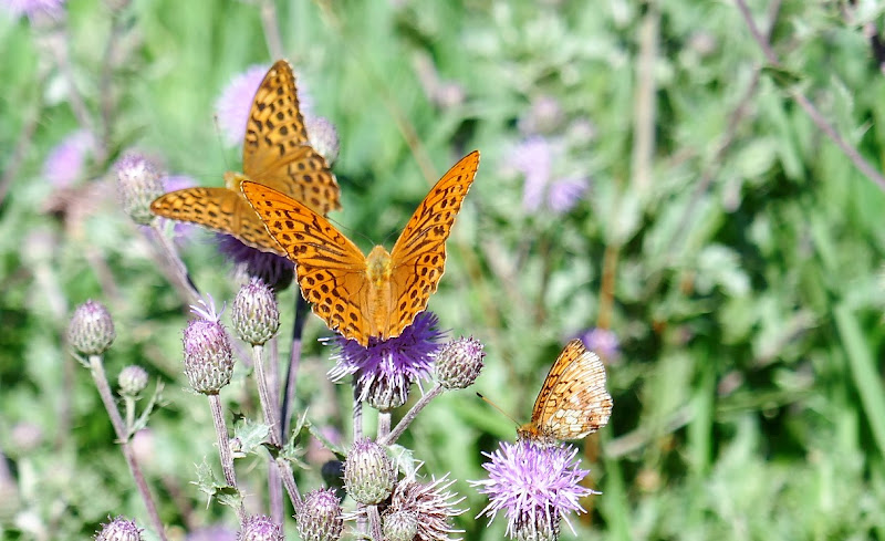 Volare di fiore in fiore. di Piera