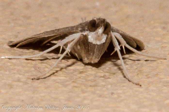 White-throated Moth