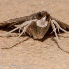 White-throated Moth