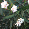 Oleander