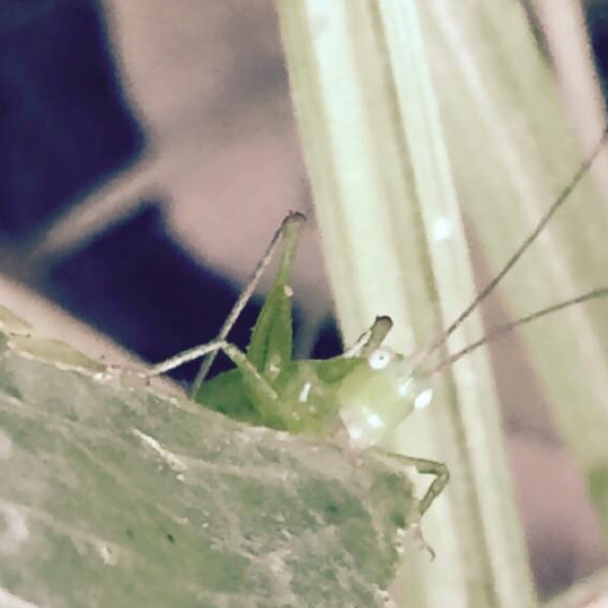 Meadow Katydid Nymph