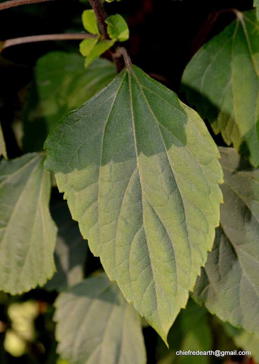 crofton weed or sticky snakeroot