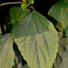 crofton weed or sticky snakeroot