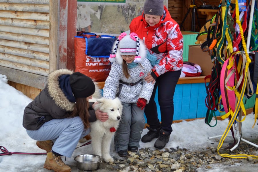 В собачьей упряжке за Кубком мира.