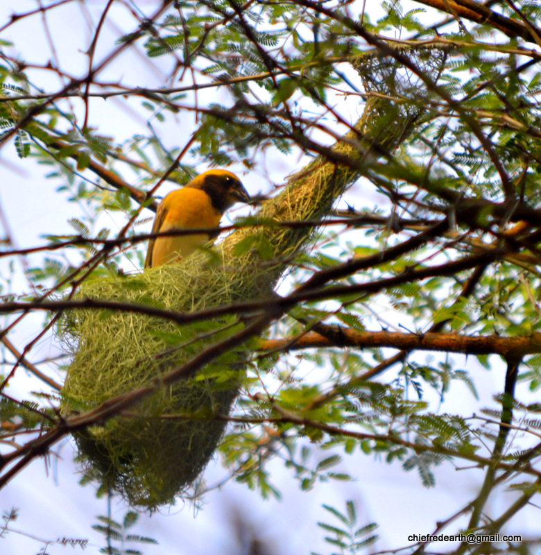 Baya Weaver