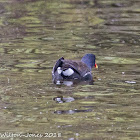 Moorhen