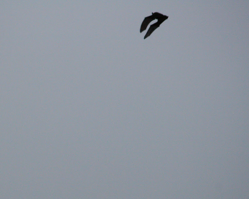 Volo Solitario di Fabrizio Di Giovanni