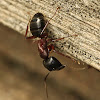 Carpenter ant