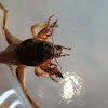 Mole Cricket