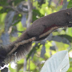 Red-bellied tree squirrel