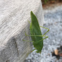 Katydid