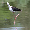 Black Winged Stilt