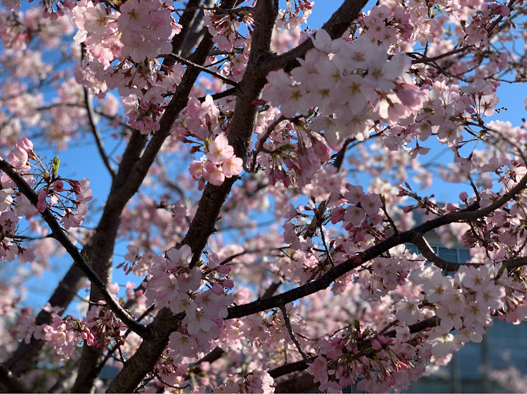 ミラジーノのエクイップ03・桜に関するカスタム事例の投稿画像10枚目