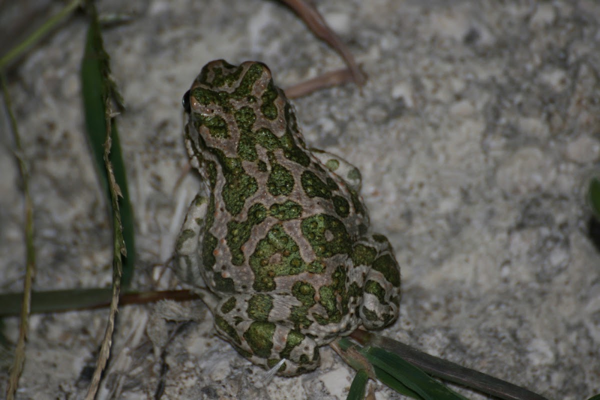 groene pad(Bufotes viridis)