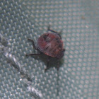 Unknown Stink Bug nymph