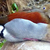 Ringed Teal