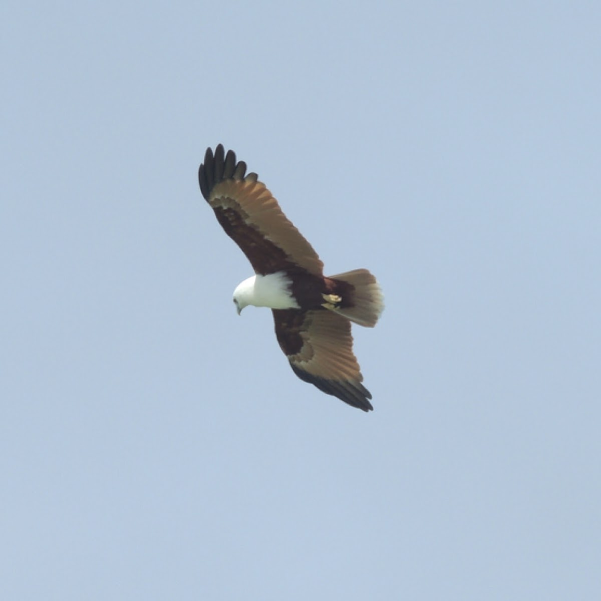 Brahminy kite