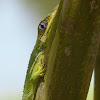 Knight Anole