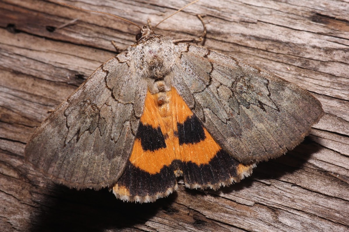 Magdalen Underwing - 8840