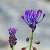 Tassel Grape Hyacinth