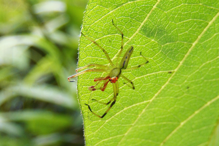 Magnolia Green Jumper