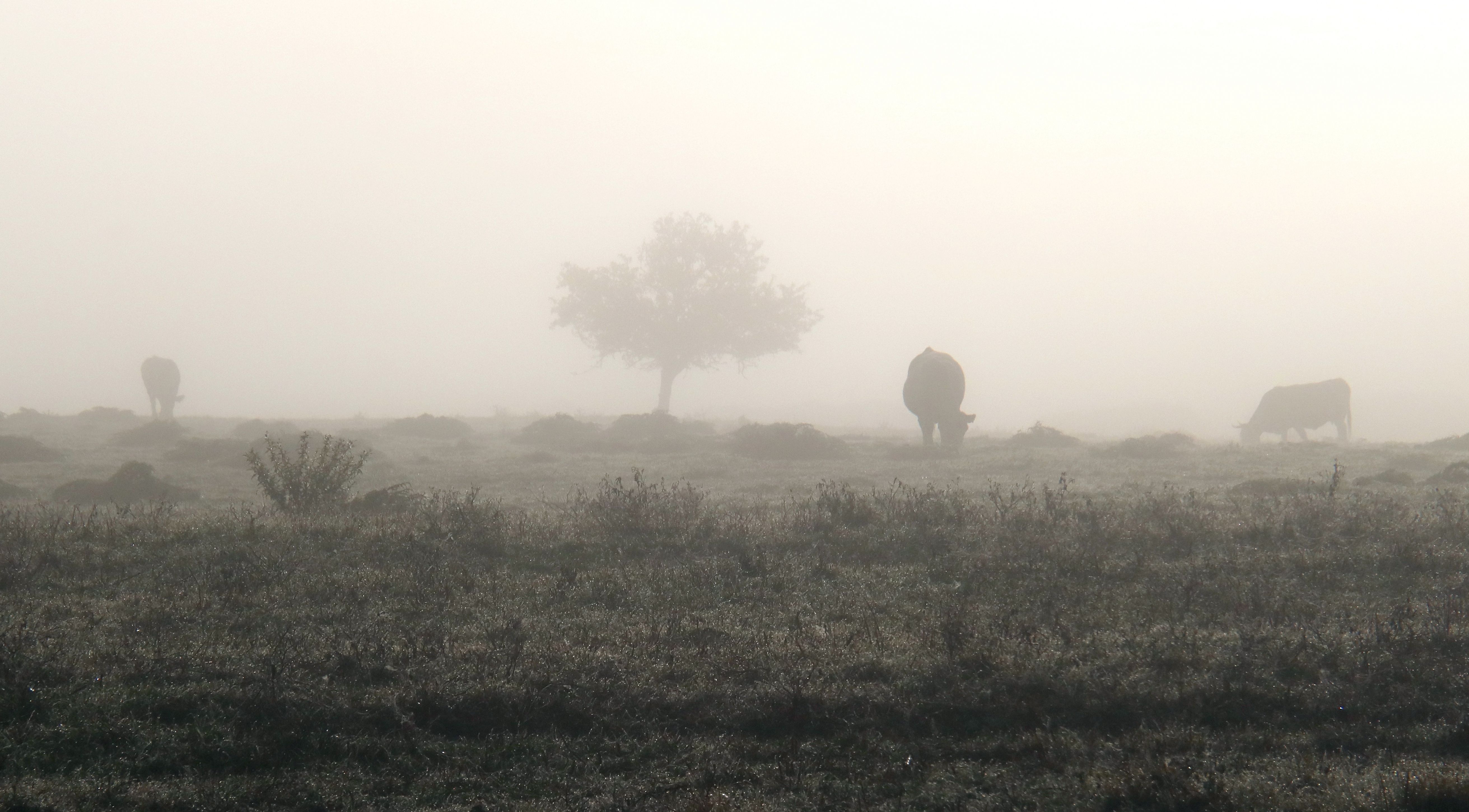 In the fog di Fe140