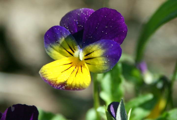 PRIMULA di bildo