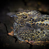 Blackish Nightjar