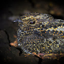 Blackish Nightjar