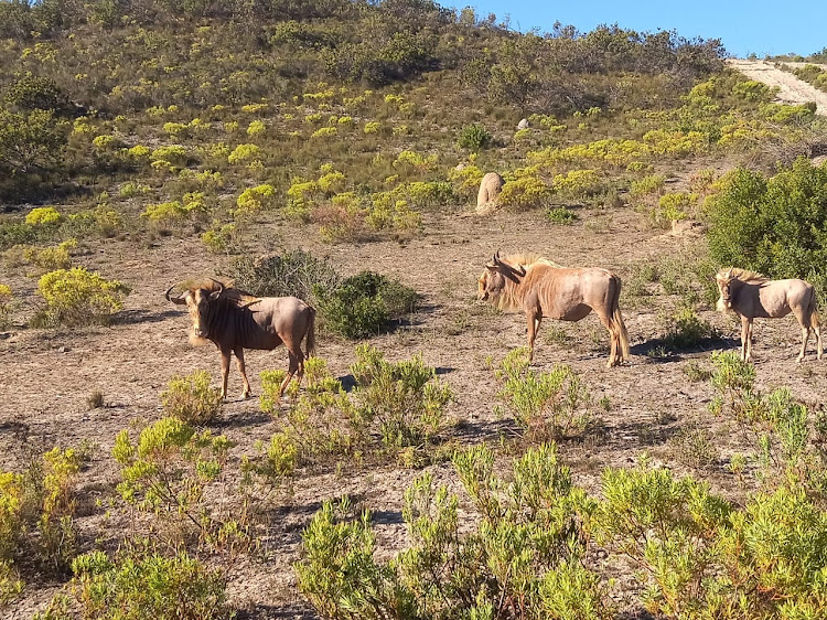 The Boardwalk Hotel arranged a game drive at Pabala Private Nature Reserve just outside Hankey