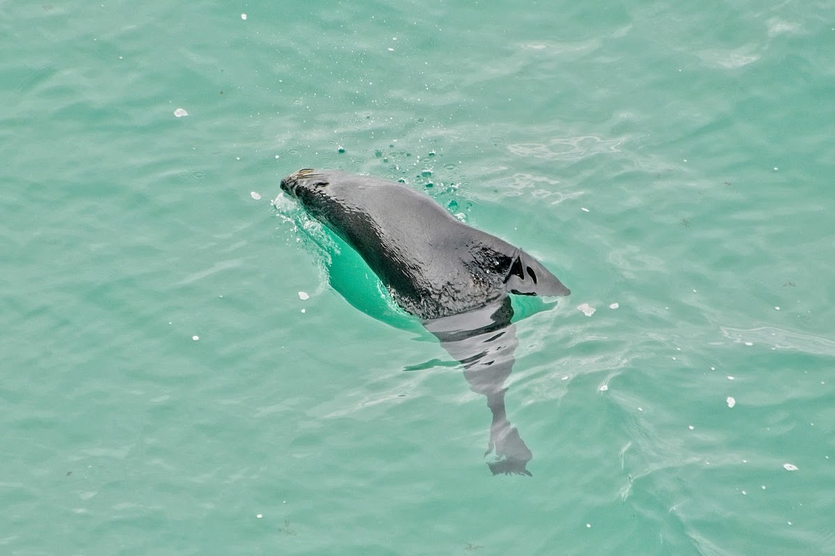 New Zealand Fur Seal