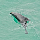 New Zealand Fur Seal