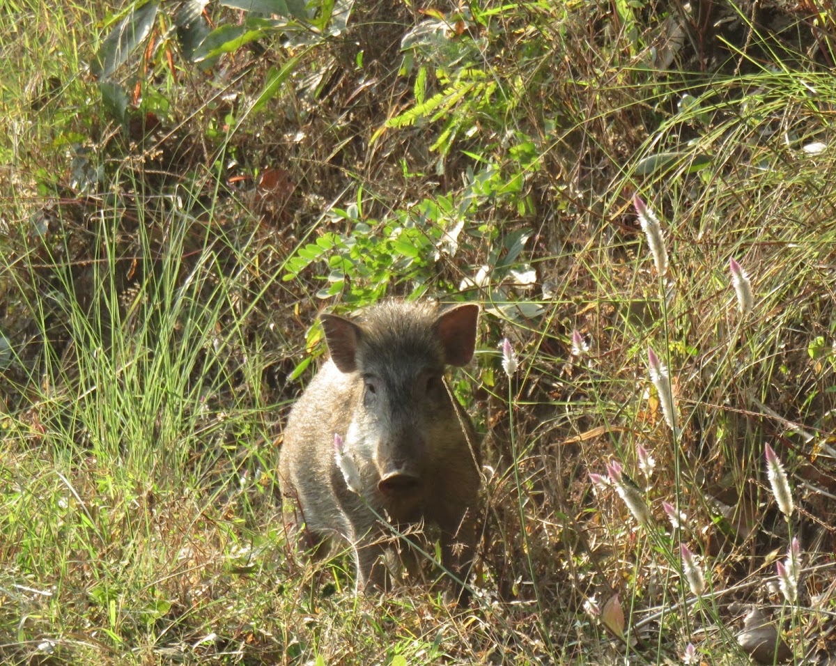 Wild Boar