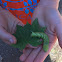 Sphinx moth caterpillar