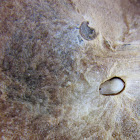 Inside an oak apple gall