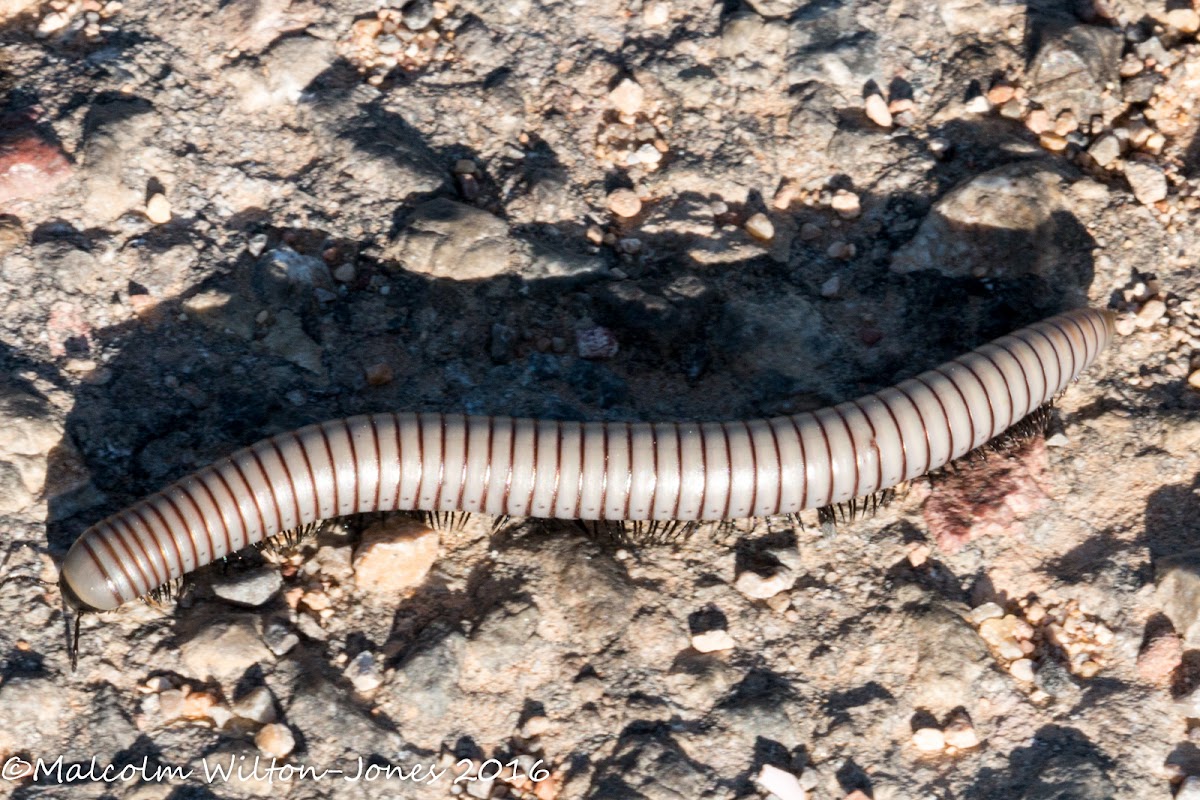 Pill Millipede