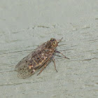 Cixiid planthopper