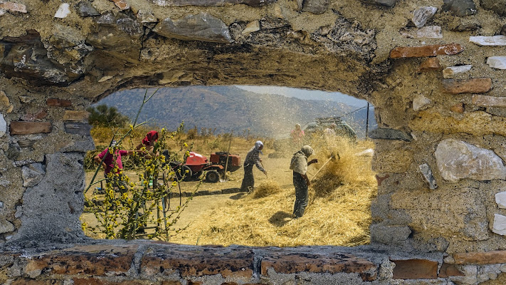 è tempo di trebbiatura di lugiube