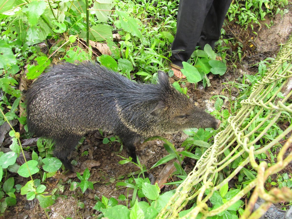 Collared Peccary