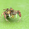 Brettus Jumping Spider