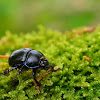 Dung beetle