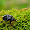 Dung beetle