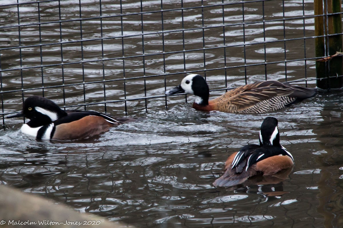 Hooded Merganser