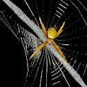 Signature Spider Web