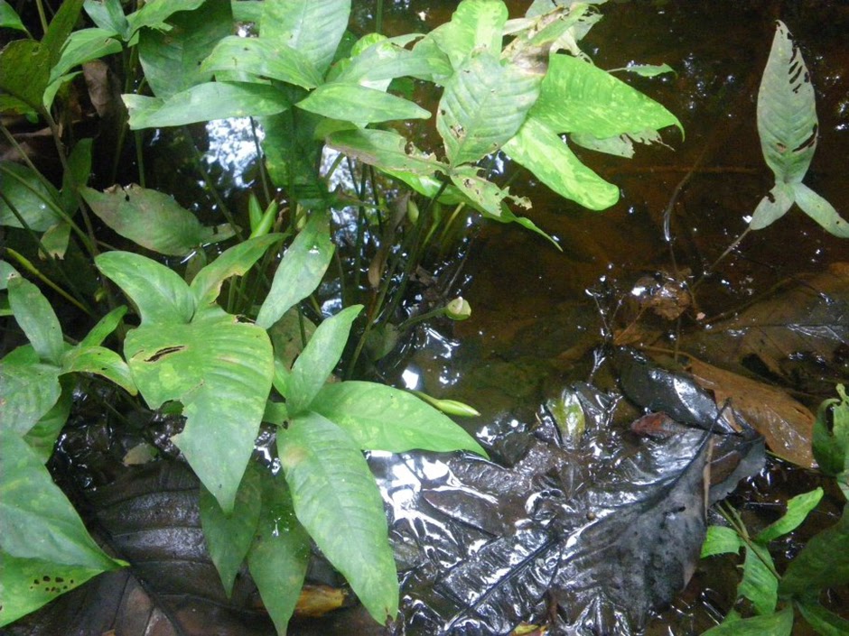 Анубиас копьевидный (Anubias hastifolia)