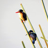 Malachite kingfisher