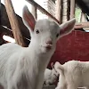 ユーザー