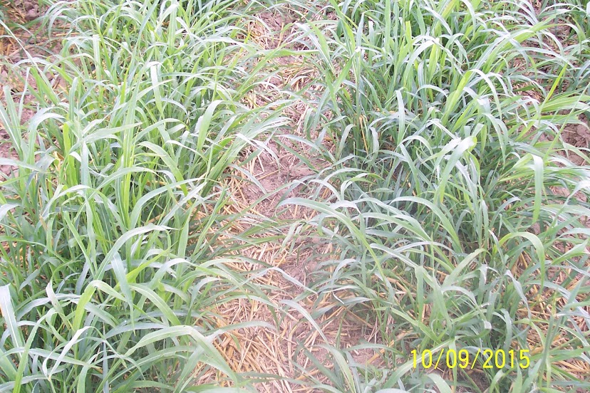 Fall 2015 Cover Crop Grazing Jg5VDmoP0xP4onmP_ycyBPICEA0QjCTIE3B_nlmdC5YC4GWhMiujszd0guhpu8Iz0mB4t1apSTeV99G0cTNXyTVCdLLt31zxRLnviS9AQ0nIcBAmzBEW9educPuXwhBnSP3mXdzEztmHcmqFdGPU0DNI0ZlGinK0Je-_VtaK5toOPWRWRgR2ebEjfkRQzaW0bwm-Cho_g8s59PvVLfyBYhDM3inaALb8taPlyJlMgS8ETFkSzVfymAkt0oCCDLRu1NwRXHweX6DatZXVk9UkU5I-80diFGV_qt3X0UPapWVBMs7zHyDvY-XZ-8VVMxnOf0JlEOxHjAAOnVaO_gq6er3lMXJ_rzlTb38moY8fxJF5SpCjpVWuLSpQIKcZ_bak128-nFZwRHqplyIC7GiUvyIx2rSC0QjAb3Gj4u0hm-5xx8VqxSKMX_p7QjkPFTGoWgl-ReX8wJJkXClZ3aAuPeNkvHDlJahooS5uMrl2q2tmuITCDzlF62k8xof9O_N0ky2DMqgGDnJszjgYKYPyjGNFG-yLVFXqWhREZ4mmEK_cJF_Isn1BT-dIA5MPUZpL1VYyMASapTyd2128X_Q9l5EgdYWLiHPfdPWrj8M5wi924M4628srB_nDhLw-D_tiPXSShof67xzrj1ZZxws0in6jTy0wLHnz=w828-h552-no