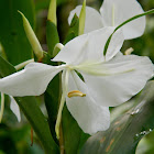 Butterfly Ginger