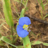 Erect dayflower